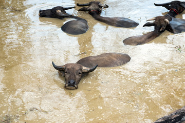 Big domestic water buffalo soak bathe in river