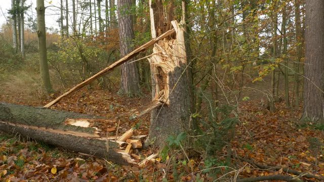 Fallen trees after windstorm