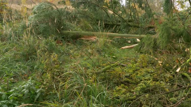 Fallen trees after windstorm