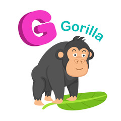 Obraz premium Illustration Isolated Alphabet Letter G Gorilla