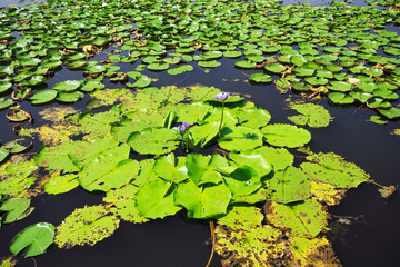 Lotus park, There are lotus flowers and bridge walk, Sakon Nakon, Thailand