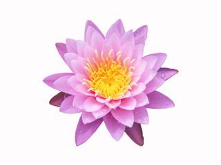 Sweet lotus flower on white background, with clipping path