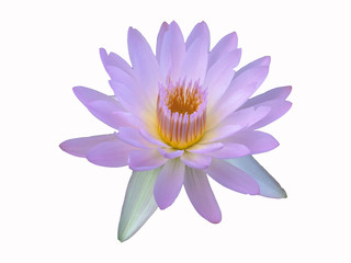 Sweet lotus flower on white background, with clipping path
