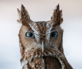 Eastern Screech Owl