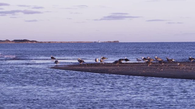 Seagulls on sandbar with lighthouse in background 