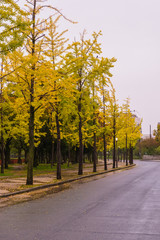 Obraz premium Beautiful walking way around osaka castle.