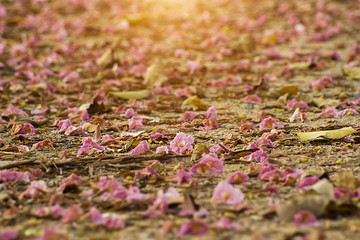 Pink trumpet flower on the ground.