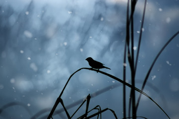 One lone bird is on a leaf in winter.