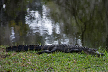 American Alligator
