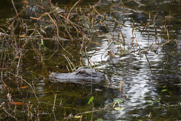 American Alligator
