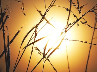 Silhouette rice and grass fields in the morning.