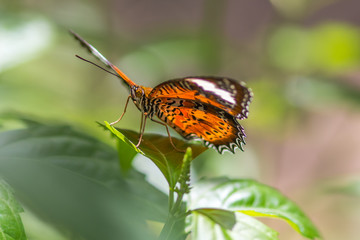 Red Lacewing Butterfly