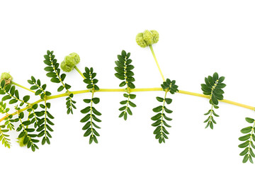 The Seeds of devil's thorn