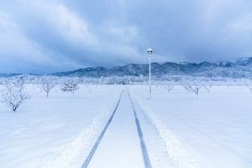 雪のメタセコイア並木道