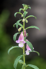 Pink flower of Sesame Plant.