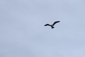 Obraz premium antartic