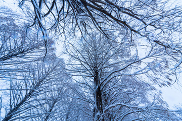 雪のメタセコイア並木道