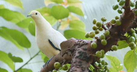 Pied Imperial Pigeon