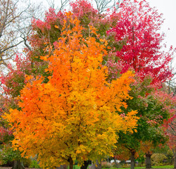 Autumn Trees with Pretty Colors