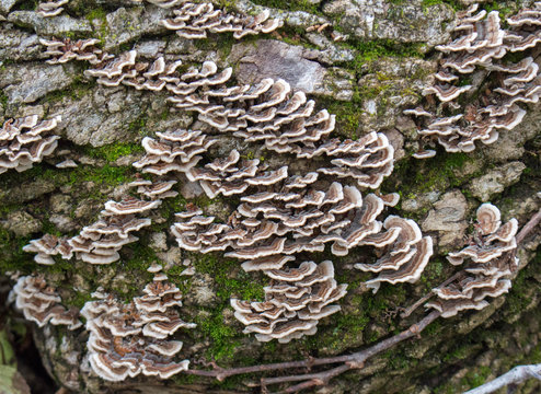 Fungus on a Fallen Tree