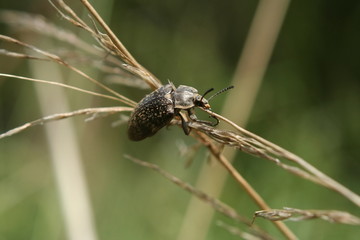 Egyptian Beetle (Blaps polychresta) Australia