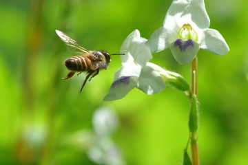 a Bee flying to the beautiful flower