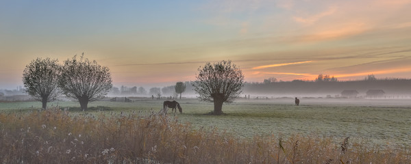 Pollard willows and horses sunrise
