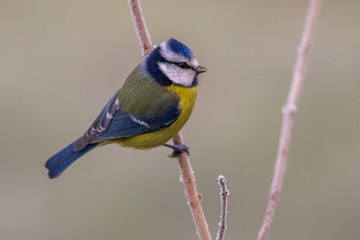 Obraz premium Blue tit on frozen branch