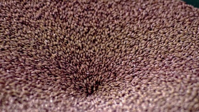 Cebada- barley