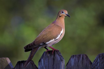 white wing dove