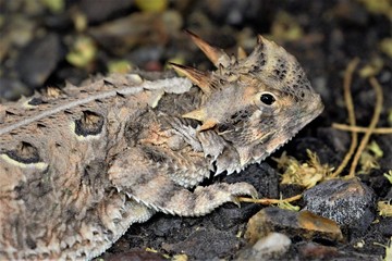 horny toad, Bentsen State Park