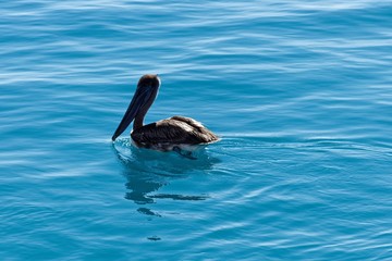 Azure Pelican