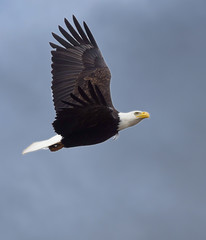 Bald eagle flying over the sky