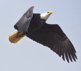 Bald eagle flying over the sky