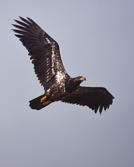 Young Bald Eagle flying over the sky