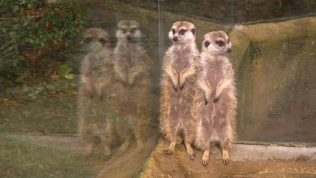 Meerkat (Suricata suricatta) in zoo