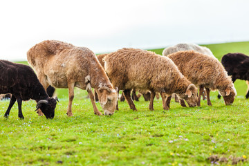 Sheep in the pasture