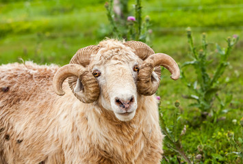 Sheep in basil field