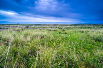 grassland in Xinjiang