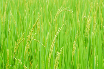 Obraz premium close up fresh green rice plants in paddy