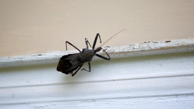 A Wheel bug walking along a door frame of a home exterior - V3