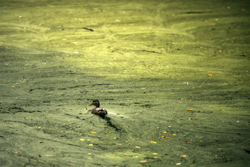 duck swim in blossomed dirty lake or river outdoor