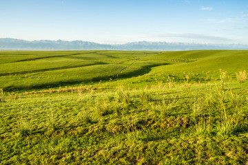 Fototapeta na wymiar grassland in Xinjiang