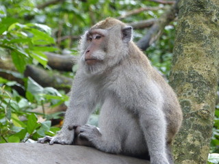 Naklejka na ściany i meble monkey forest Ubud