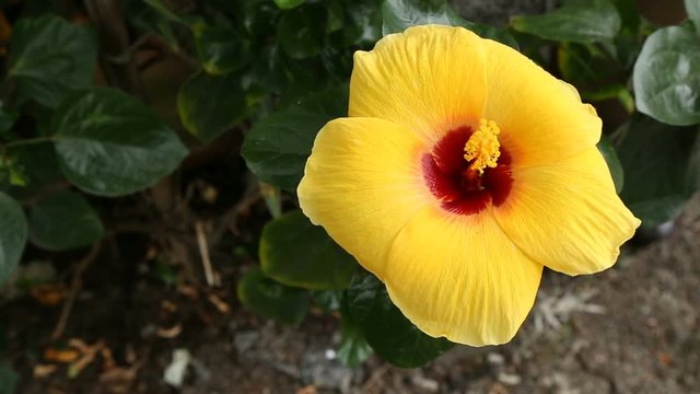 The Hibiscus yellow flower close up footage