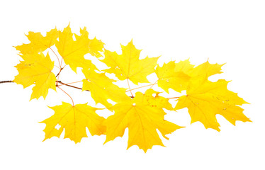 Yellow fall leaves of a sugar maple