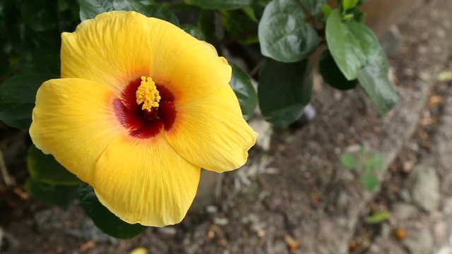 The Hibiscus yellow flower close up footage