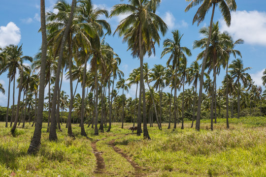 Scenery Of Rural Tongatapu Island, Tonga