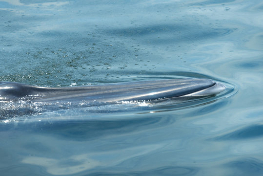 Big Bryde's Whale swim to the water surface to exhale by blowing the water into the air. There are many Bryde's Whale living in the gulf of Thailand, Thailand.