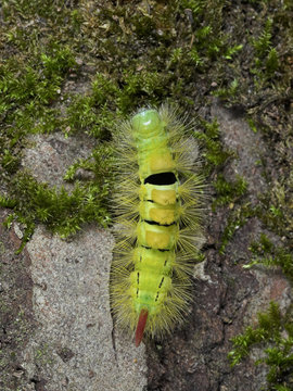 Caterpillar of the Pale tussock moth Halysidota tessellaris